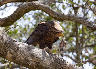 Serenegti National Park Migration, Tanzania