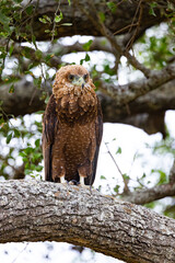 Serenegti National Park Migration, Tanzania