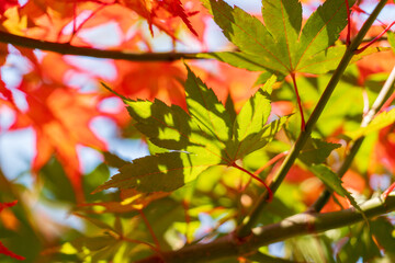 Colorful autumn leaves nature background