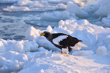 Bird watching with floating ices in winter