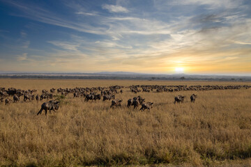 Fototapeta na wymiar Serenegti National Park Migration, Tanzania