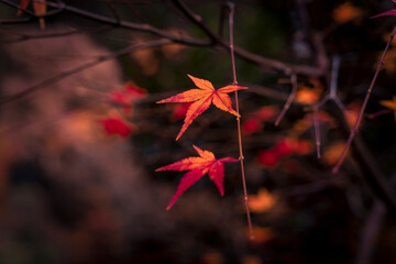 Golden autumn trees in the forest. Beautiful background. Seasonal colorful nature backgrounds in Japan 
