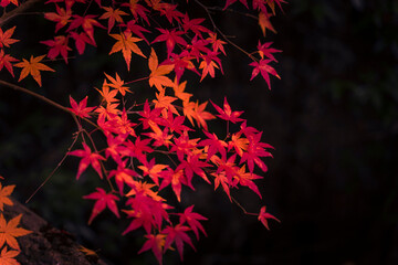 Golden autumn trees in the forest. Beautiful background. Seasonal colorful nature backgrounds in Japan 
