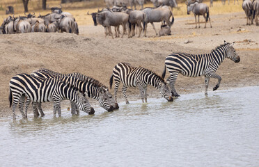 Fototapeta na wymiar Tarangire National Park, Tanzania