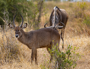 Tarangire National Park, Tanzania