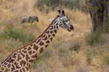 Tarangire National Park, Tanzania