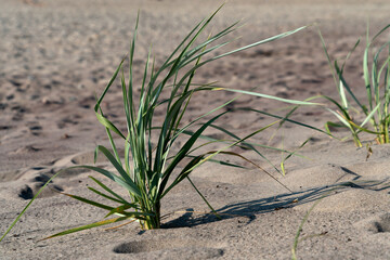 View of a bush of grass on the beach of the Baltic Sea, Curonian Spit, Kaliningrad region, Russia