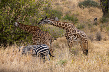 Tarangire National Park, Tanzania