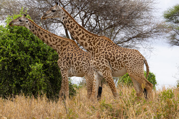 Tarangire National Park, Tanzania