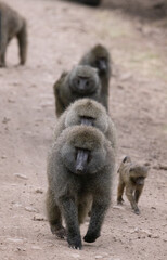 Serenegti National Park Migration, Tanzania