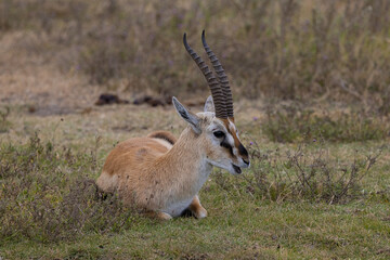 Naklejka na ściany i meble Antelope Impala Serengeti