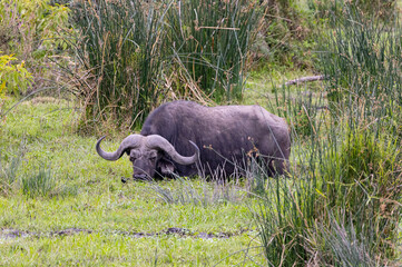 Obraz premium Serenegti National Park Migration, Tanzania
