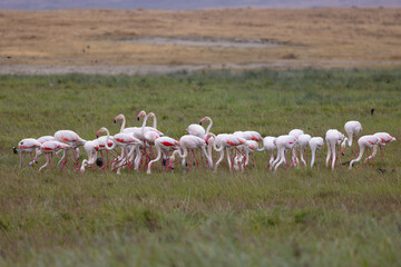 Serenegti National Park Migration, Tanzania
