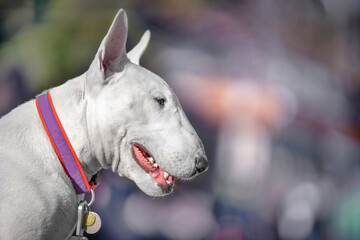 Portrait of white pensive bull terrier collar with address tag on blurred abstract background. Dog...