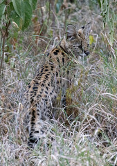 Serenegti National Park Migration, Tanzania