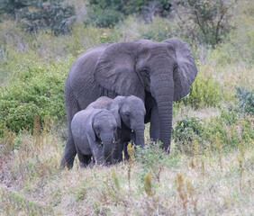 Serenegti National Park Migration, Tanzania