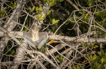 Great blue heron with opened wings perched in the mangrove forest of sian Kaan national park at sunrise 