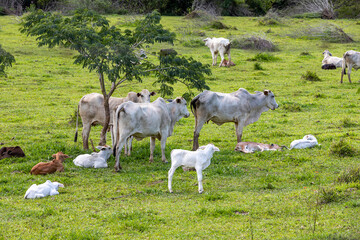 white nelore cows and calves in the pasture
