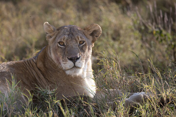 Serenegti National Park Migration, Tanzania