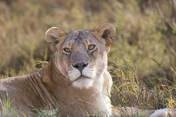 Serenegti National Park Migration, Tanzania