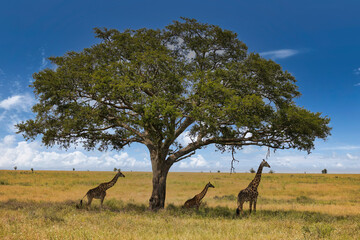 Serenegti National Park Migration, Tanzania