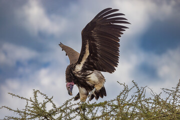 Serenegti National Park Migration, Tanzania