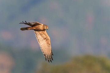 夕日を浴びながら獲物を探して悠然と飛ぶチュウヒ