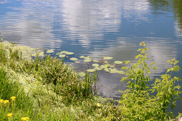 Bank of the river. A small river with grass on the shore and water lilies in the water among a picturesque landscape.