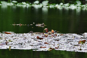 春のオシドリのペア