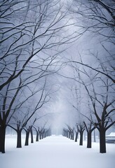 Winter forest. Winter land. Forest covered in snow. 