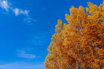 秋のメタセコイア　空の背景(香川県三木町太古の森)