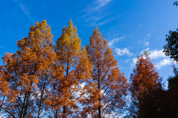 Fototapeta premium 秋のメタセコイア 空の背景(香川県三木町太古の森)