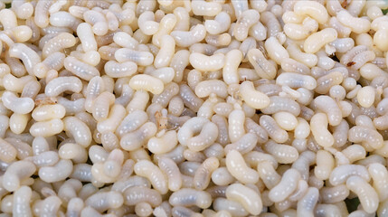 Close-up view of red ant eggs on a white background