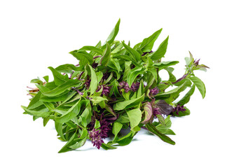 Sweet basil leaves Isolated on white background