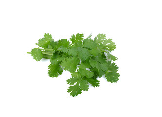 Cutout of fresh Coriander (Coriandrum sativum) leaves on white background