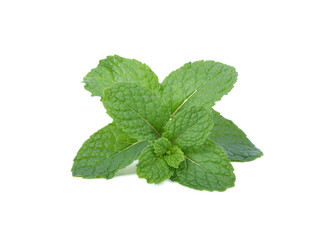 Mint leaf close up on a white background