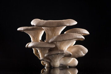 Delicious oyster mushrooms isolated on black backgrouond.