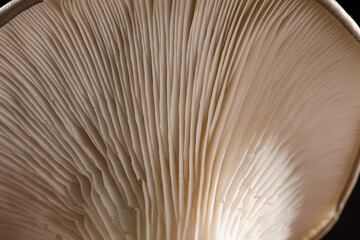 close up of Delicious oyster mushrooms backgrouond.