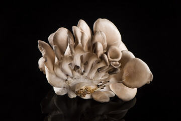 Delicious oyster mushrooms isolated on black backgrouond.