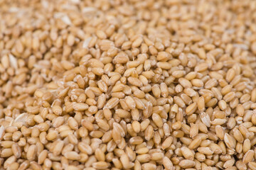 Texture of durum wheat seeds.Compact pile of seeds grain.