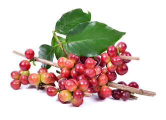fresh coffee beans on white background