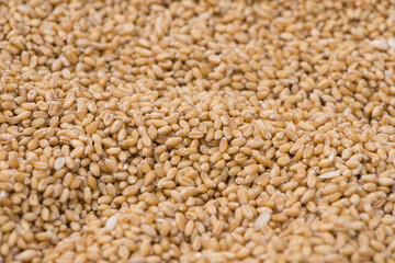 Texture of durum wheat seeds.Compact pile of seeds grain.
