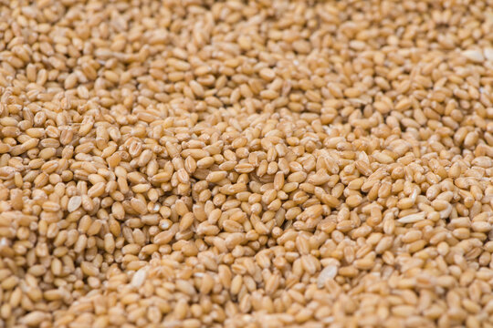 Texture of durum wheat seeds.Compact pile of seeds grain.