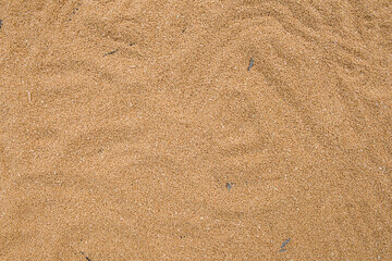 Texture of durum wheat seeds.Compact pile of seeds grain.