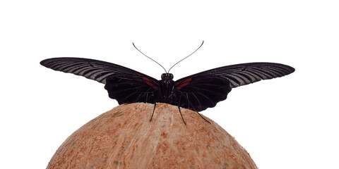 Obraz premium Black butterfly on a white background