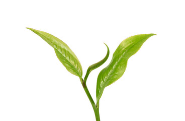 Green tea leaf isolated on white background