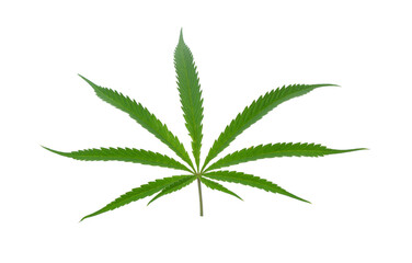 Fresh Medical marijuana isolated on white background