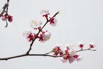 Fototapeta na wymiar Blooming cherry blossom branches isolated white background.