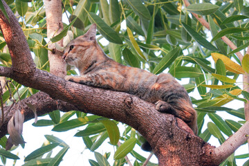 cat in tree