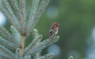 Red house finch sitting on a blue spruce tree branch
